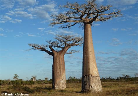 Grandidiers Baobab Baobab De Grandidier Adansonia Grandidieri