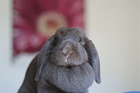 Is Holland Lop Bunny A Good Pet Everything You Need To Know Facts
