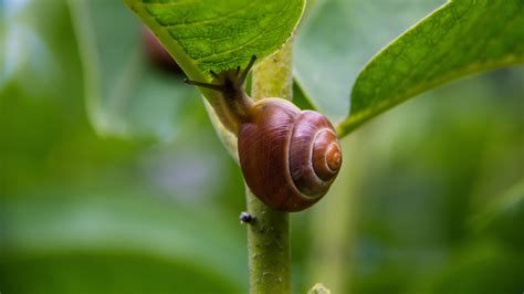 Wallpaper Snail Animal Leaf Flora Bud Djur Macro Photography