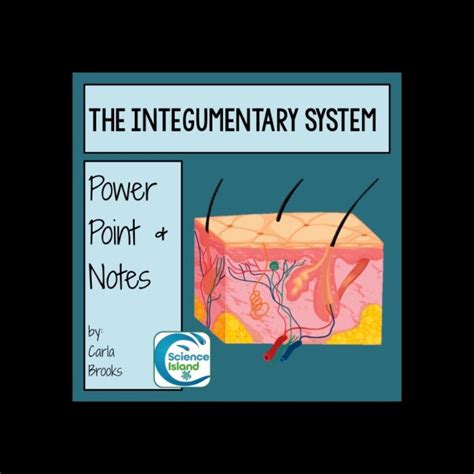 Integumentary System Powerpoint And Notes Science Island