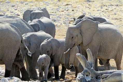 слон стадо африка ребенок серый Намибия этоша африканцы семья
