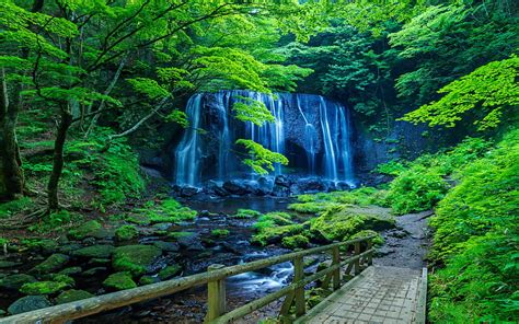Beautiful Forest Waterfall Forest Exotic Lovely Greenery Bonito