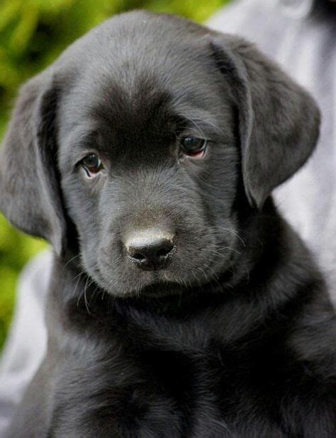 9 Best Baby Black Labs Images Lab Puppy Black Lab Puppies Lab Puppies