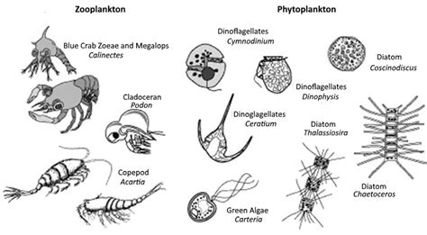 A Simple Plankton Taxonomy Download Scientific Diagram