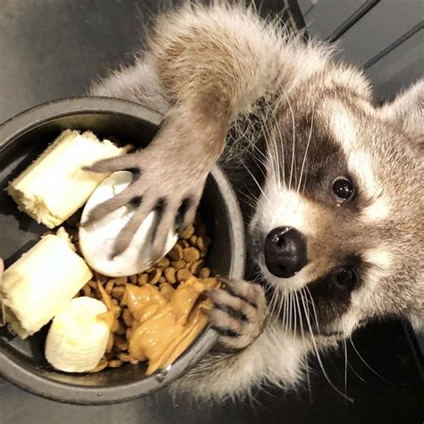Your Daily Dose Of Raccoon In 2020 Cute Raccoon Pet Raccoon Cute