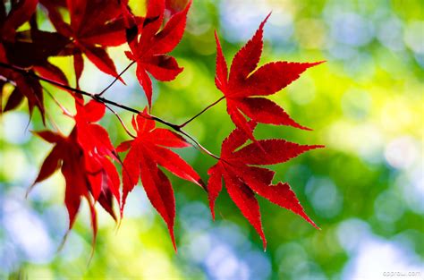 Japanese Maple Leaf Wallpaper Download Japanese Maple Leaf Hd