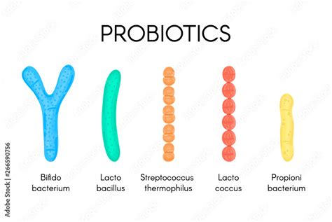 Fototapeta Probiotics Lactic Acid Bacterium Bifidobacterium