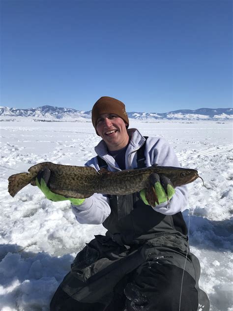 Personal Record For A Burbot 31 Lbs Not Sure On The Length Super Fun