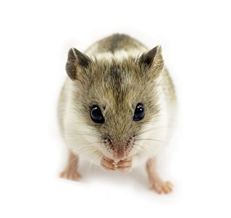 Chinese Hamster Ovary Cho Cells A Biologics Powerhouse