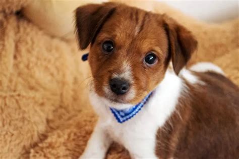 Mutt Mixed Dog Breed Information Pictures Characteristics And Facts