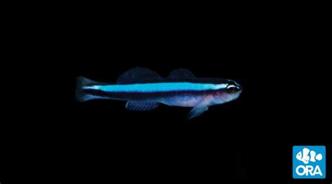 Neon Goby Elacatinus Oceanops Ora Oceans Reefs And Aquariums