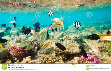 Tropical Coral Reef Red Sea Stock Photo Image Of Coral Underwater