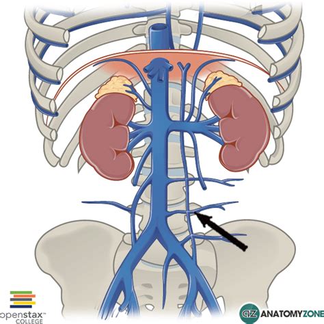 Lumbar Veins Archives Anatomyzone