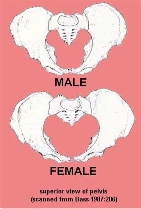Different Bone Structures Allow Anthropologists To Distinguish Male
