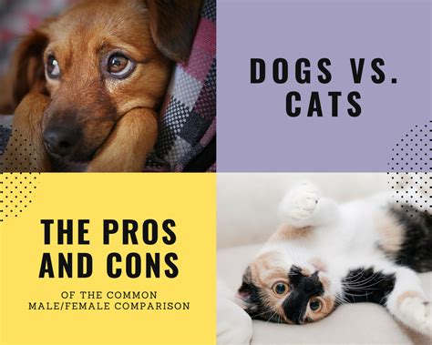 Dogs Vs Cats The Pros And Cons