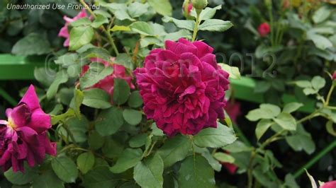 Check spelling or type a new query. PlantFiles Pictures: English Rose, Austin Rose 'Munstead ...