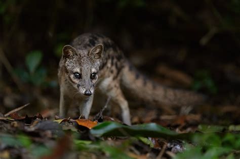 See more of civet on facebook. Madagascar 2019