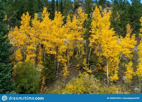 Yellow Aspen Trees In Rocky Mountain National Park Stock Image Image
