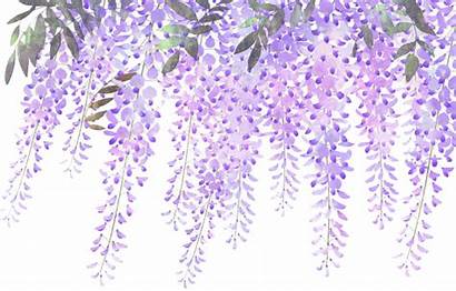 Lavender Purple Wisteria Flowers Flower Border Clipart