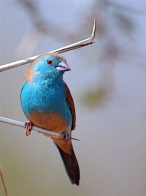 Blue Waxbill South African Birds Finches Bird Pet Birds