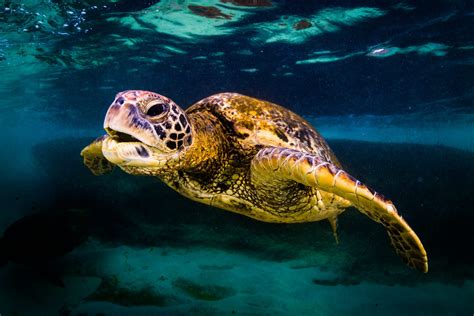 Green Sea Turtle Facts Habitat Diet Conservation And More My Race
