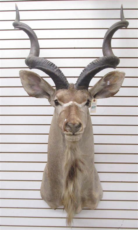 Kudu is the engine behind git/hg deployments, webjobs, and various other features in azure web sites. TWO AFRICAN KUDU TAXIDERMY MOUNTS: lesser kudu fo
