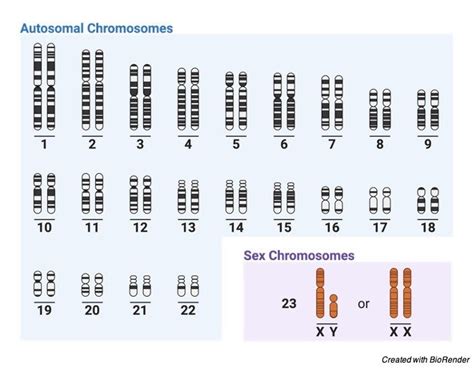 Sex Chromosomes Definition Examples And Facts