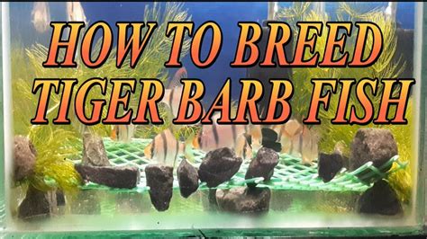 TIGER BARB FISH BREEDING SUCCESSFUL Fish Breeding Tutorial YouTube