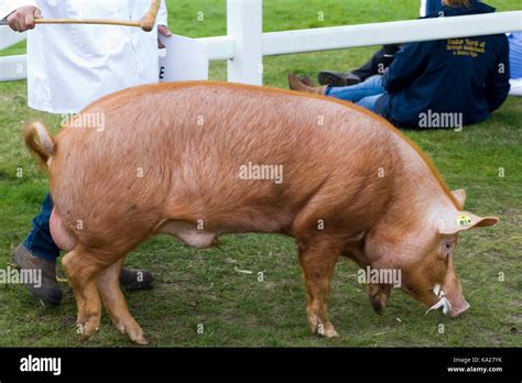 Domestic Pig Sus Domesticus Breed High Resolution Stock Photography And