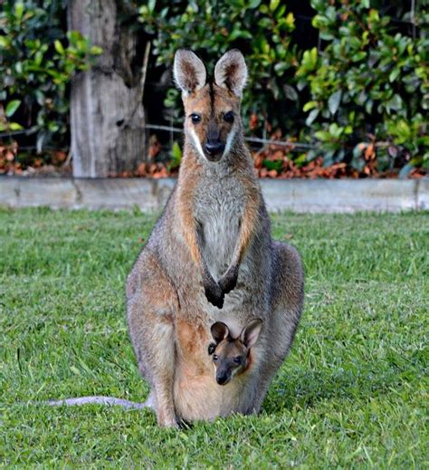 Pretty Face Wallabies Wallabies Are Kangaroos Smaller Cousins There