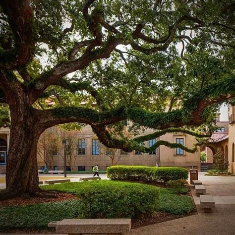 Lsu Quad On Campus Louisiana State University Campus Lsu Campus