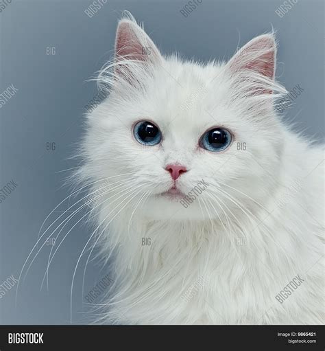 Fluffy White Kittens With Blue Eyes
