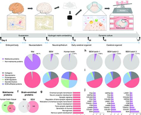 Characterization Of Decellularized Human Brain Derived Extracellular