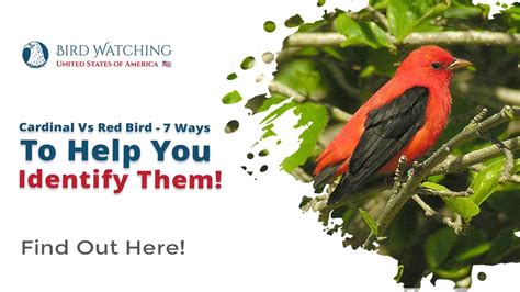 Cardinal Vs Red Bird 7 Ways To Help You Identify Them