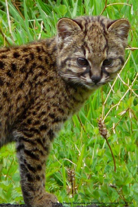 The Size Of A Tiny Housecat Kodkods Are The Smallest Wild Cats Found