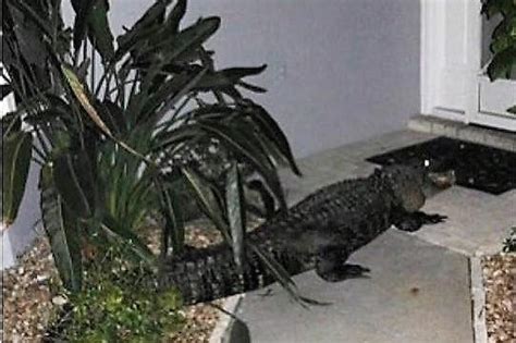 Look Alligator Approaches Front Door Of Florida Home