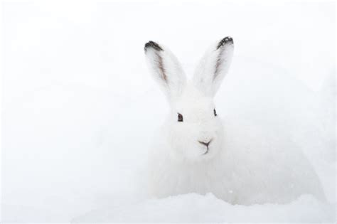 White Rabbit In The Snow Stock Photo Free Download