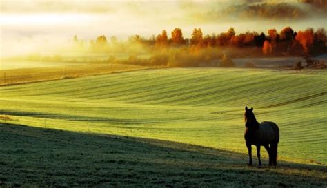 40 Fall Horse Wallpaper On Wallpapersafari