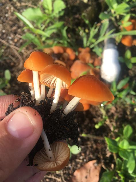 Id Small Orange Gilled Mushrooms Growing Under Blueberry In Central