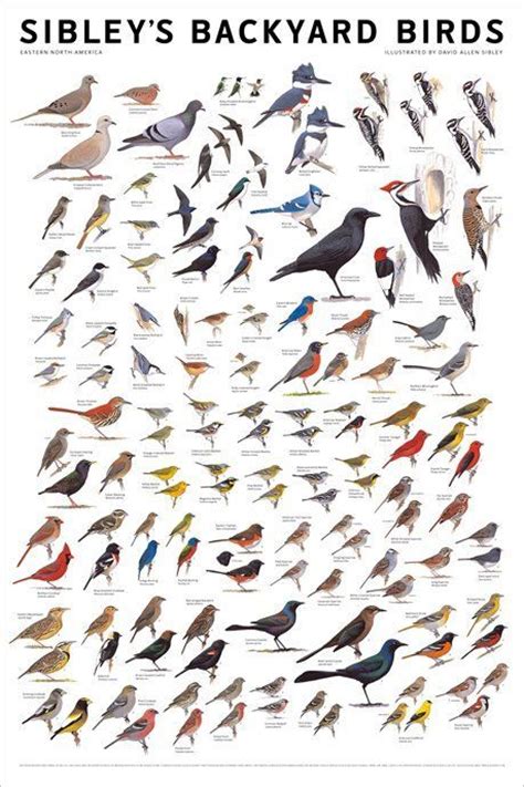 Identification Charts Bird Poster Wild Birds Pet Birds
