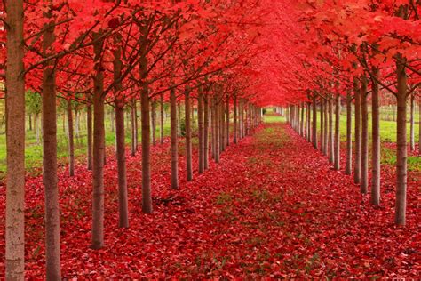 Online Crop Red Leafed Trees Leaves Trees Hd Wallpaper Wallpaper