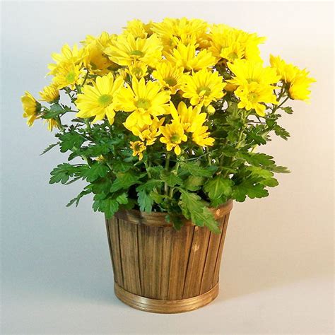 Yellow Mum Plant Morning Glory Flower Shop