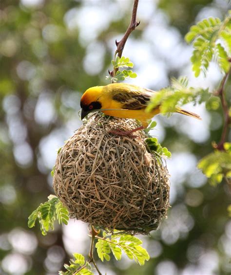 Weaver Bird Nest Building An Amazing Bird And Its Nest Flickr