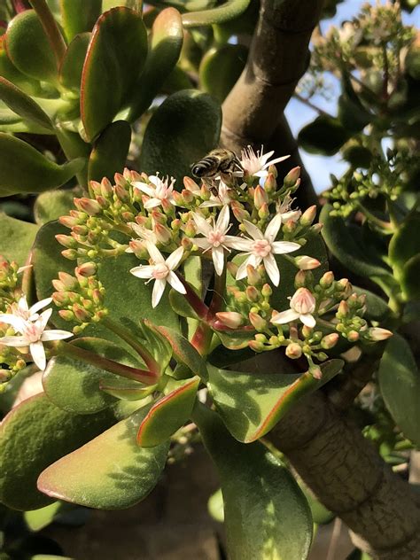 We did not find results for: White Flower Jade Plant | Jade plants, Winter flowers, Plants