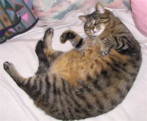 The Fat Cat Overweight Felines And What You Can Do Bothell Pet Hospital
