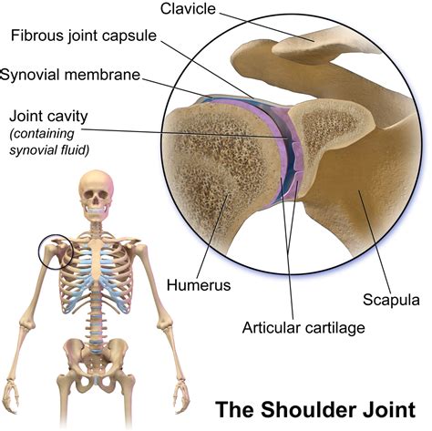 Please understand that our phone lines must be clear for urgent medical care needs. Types of Joints in the Human Body | HubPages