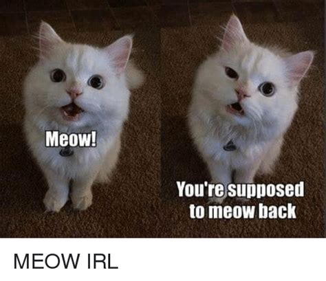 Meow Youre Supposed To Meow Back Meow Irl Cat Irl Meme