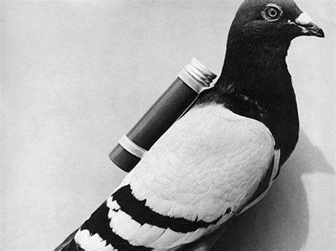 How Do Carrier Pigeons Work