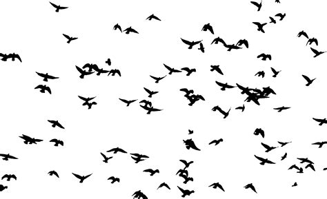 Clipart Large Flock Of Birds Silhouette