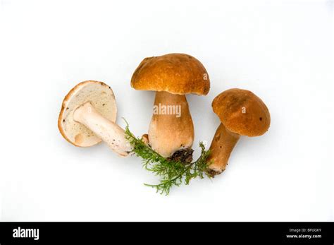 Gyroporus Castaneus Chestnut Bolete Fungi Stock Photo Alamy
